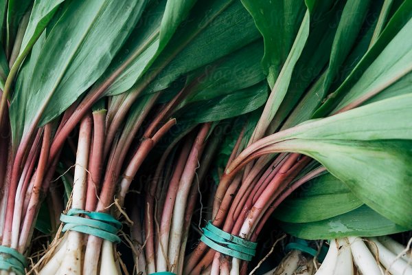 Даркнет ссылка