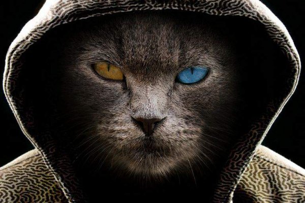 Купон кракен даркнет